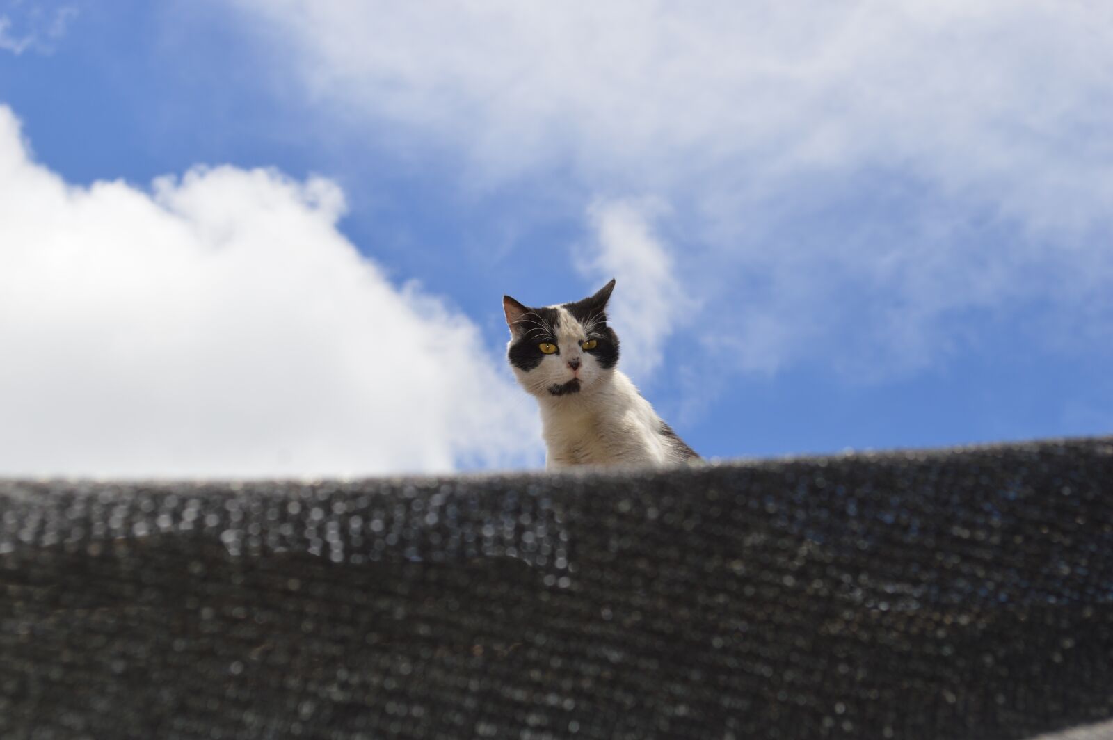 Nikon D3200 sample photo. Cat, roof, feral photography