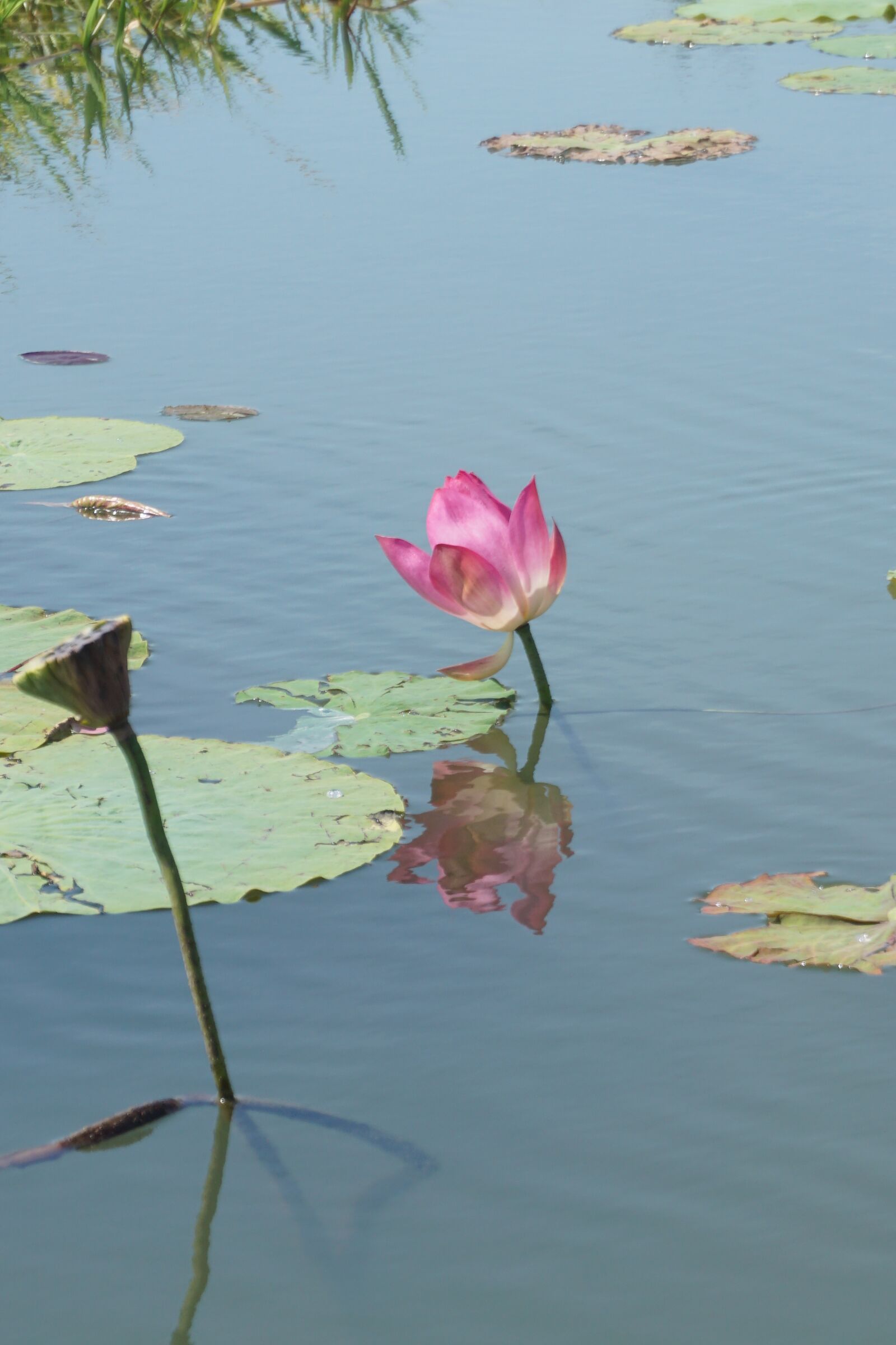 Sony a6000 sample photo. Lotus, australia, reflection photography