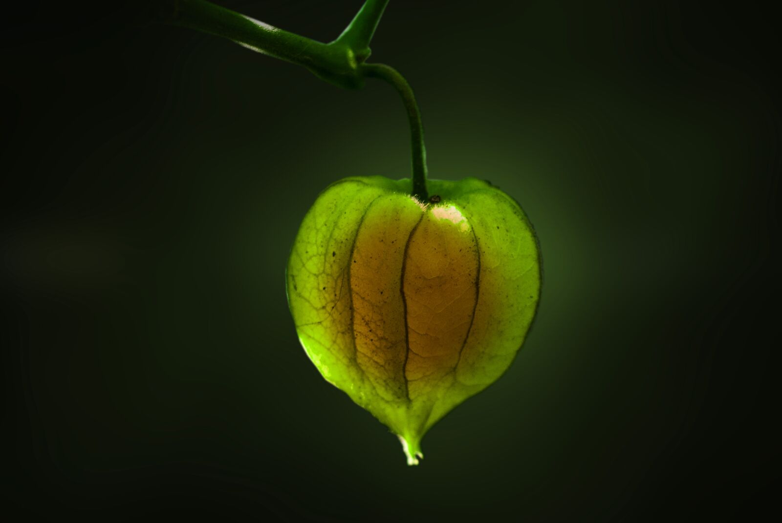 Nikon D60 sample photo. Uvilla, fruit, nature photography