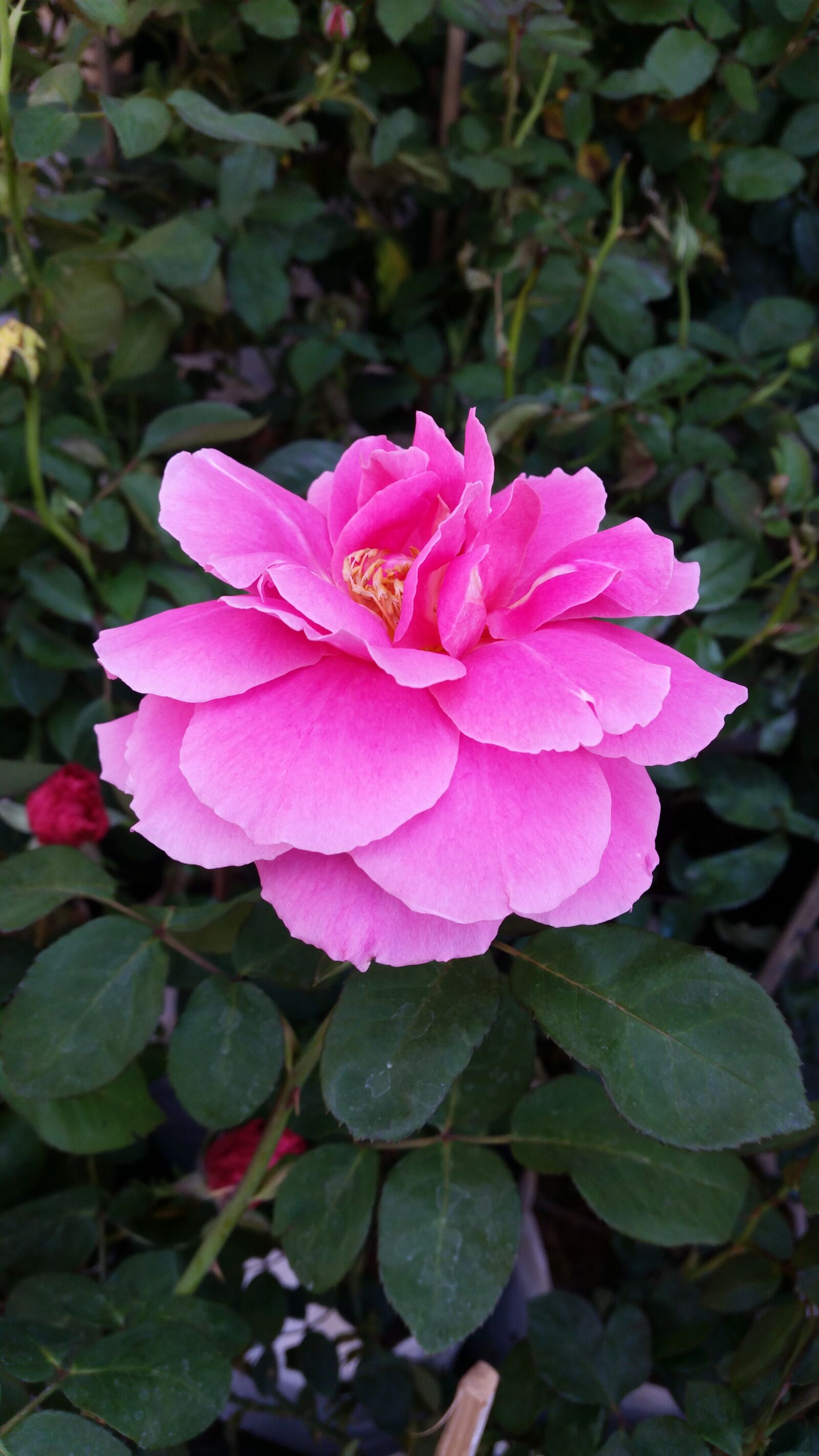 Samsung Galaxy S5 sample photo. Flower, rose, flowers photography