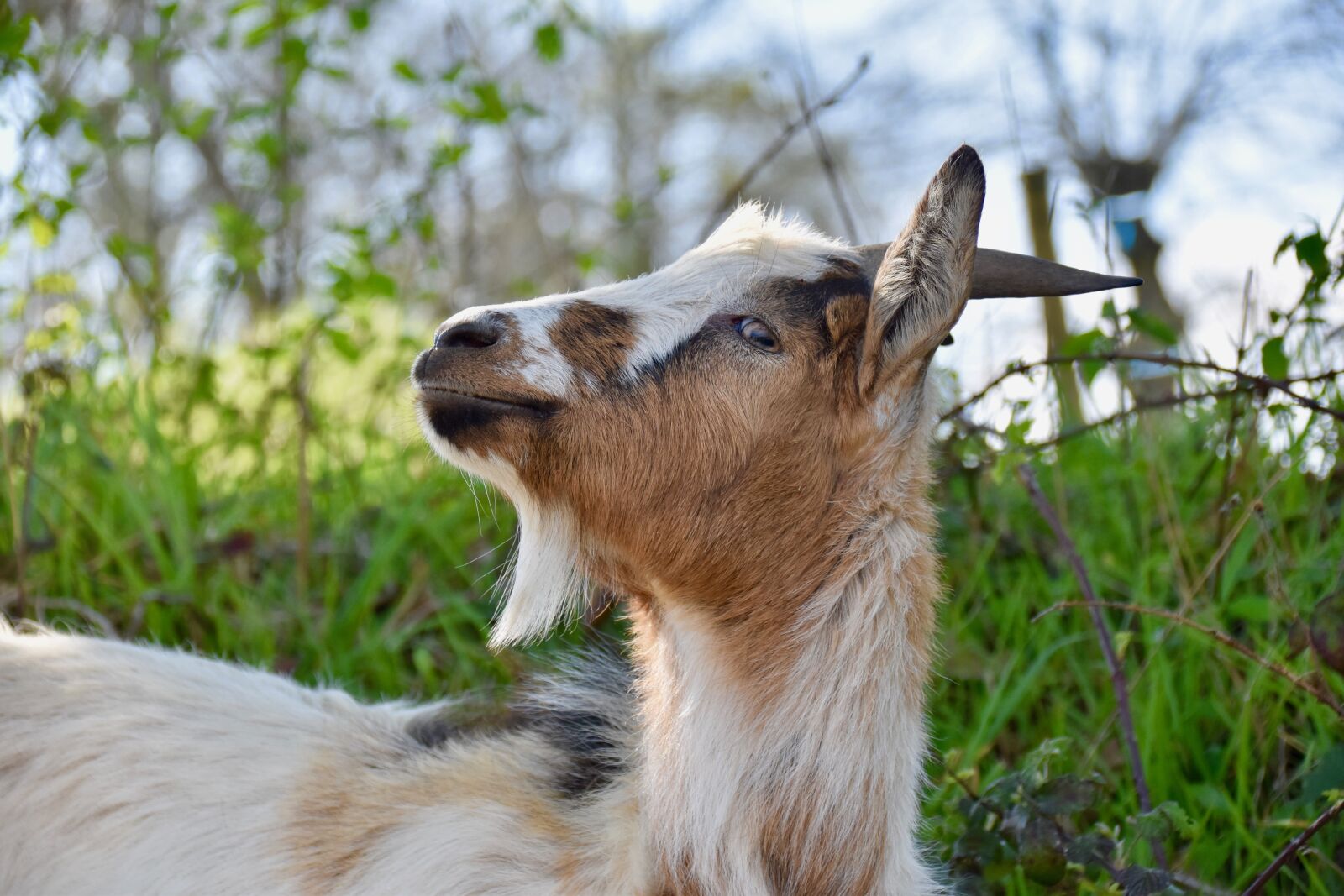 Nikon D5600 sample photo. Goat, goat horns, goatee photography