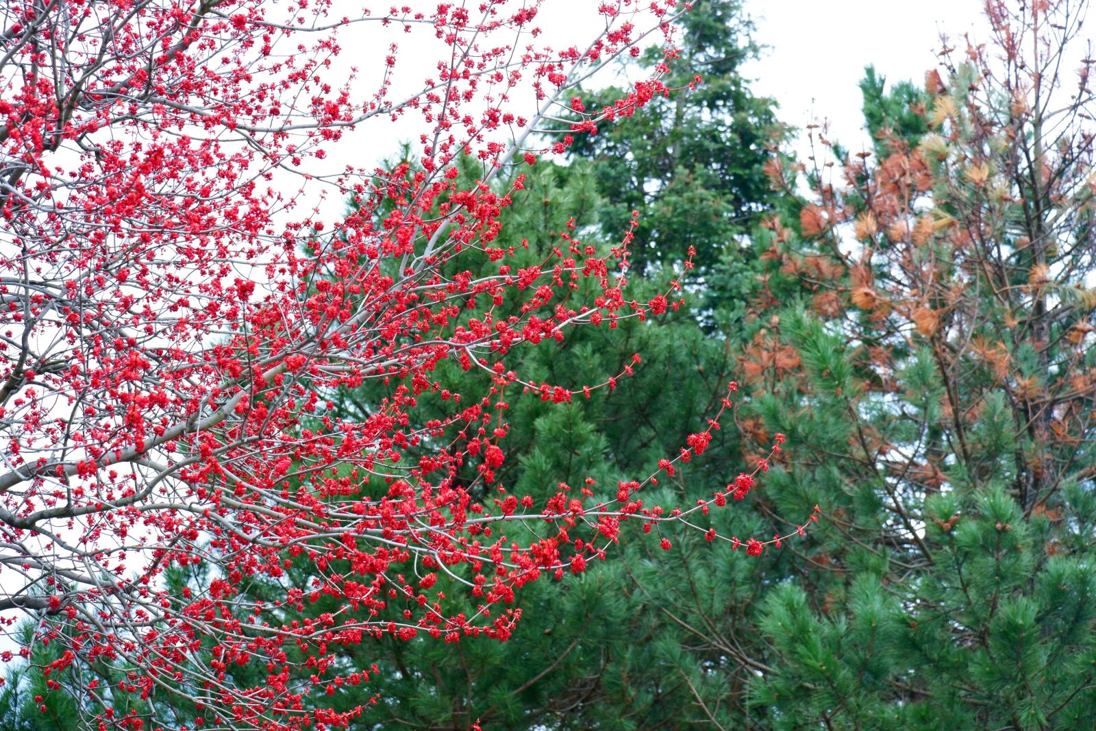 Fujifilm X-A5 sample photo. Nature, spring, tree photography