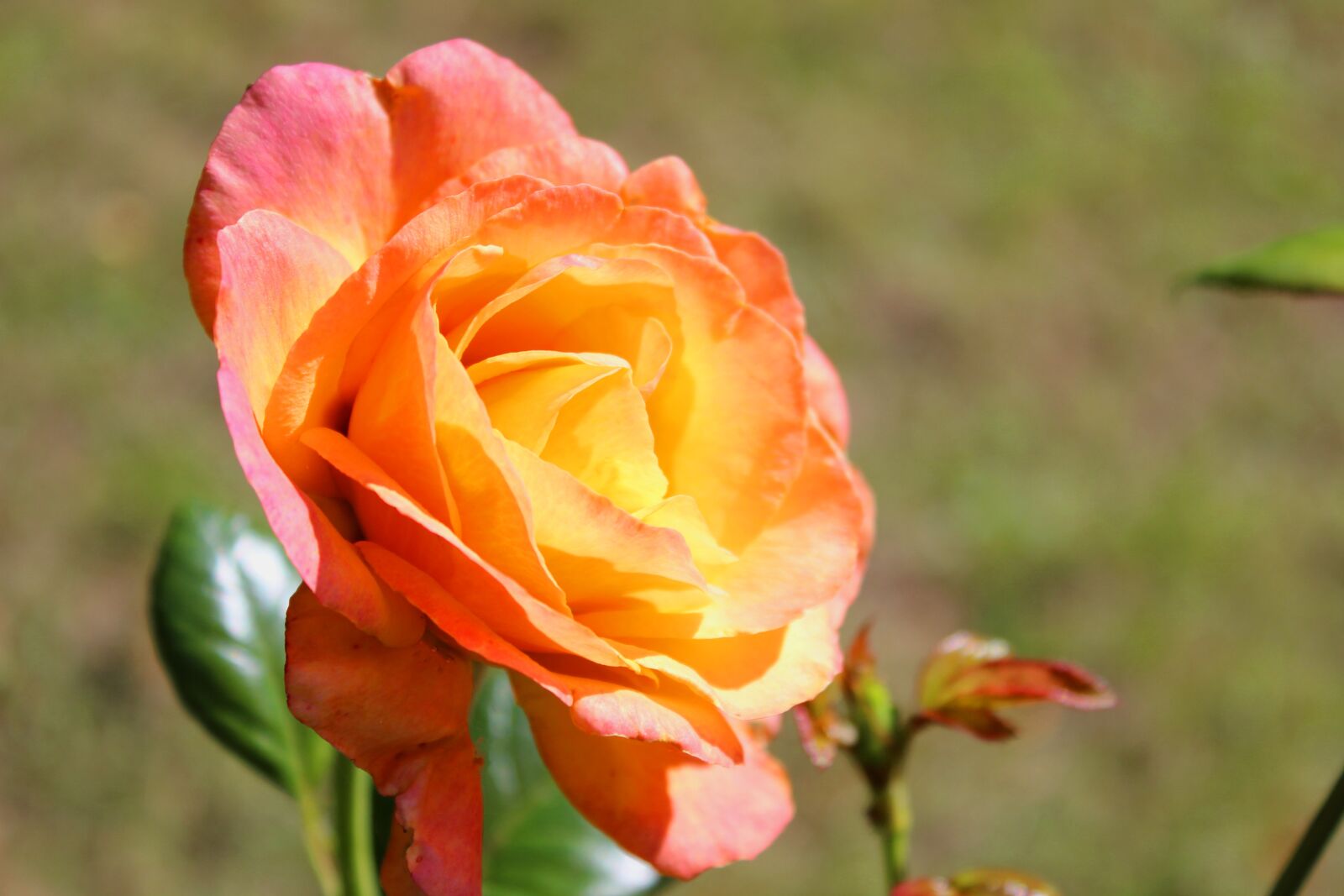 Canon EOS 600D (Rebel EOS T3i / EOS Kiss X5) sample photo. Flower, rose, amber queen photography