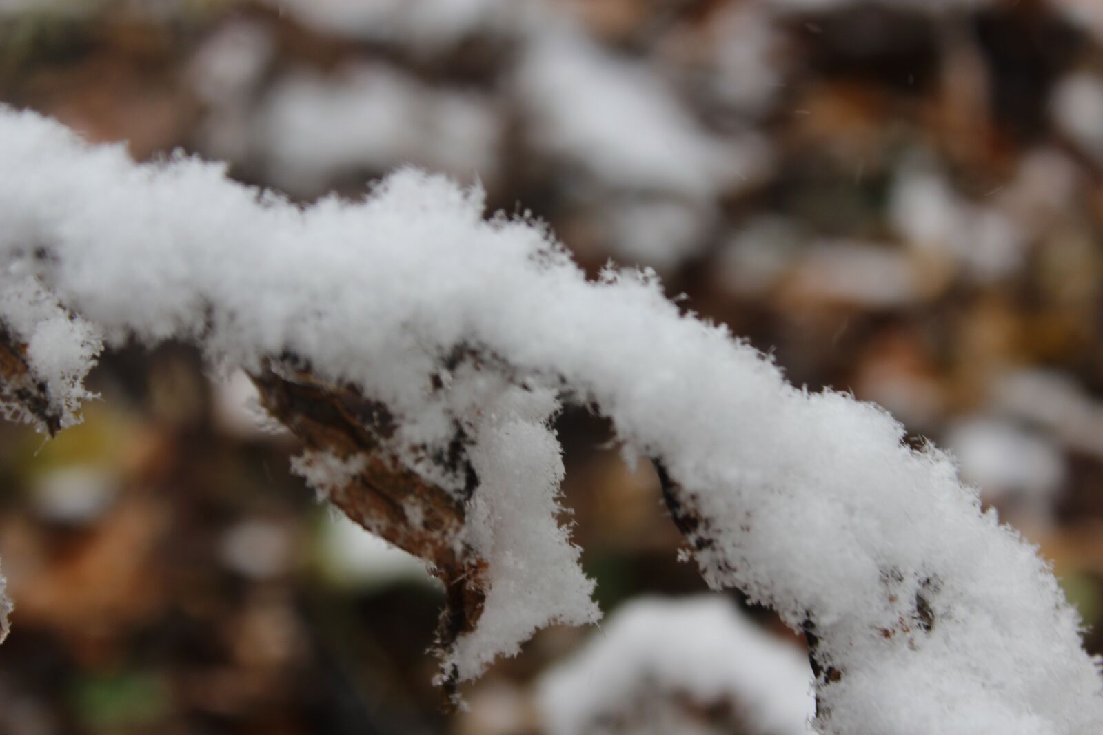 Canon EOS 1200D (EOS Rebel T5 / EOS Kiss X70 / EOS Hi) sample photo. Snow, nature, outside photography