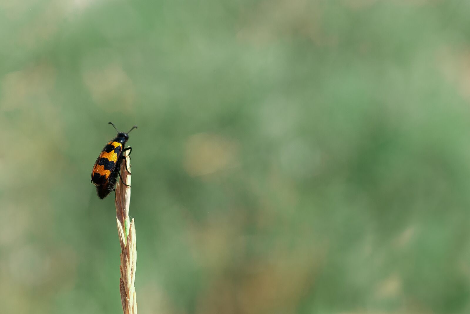 Nikon D80 sample photo. Nicrophoru, nicrophorus, americanus photography
