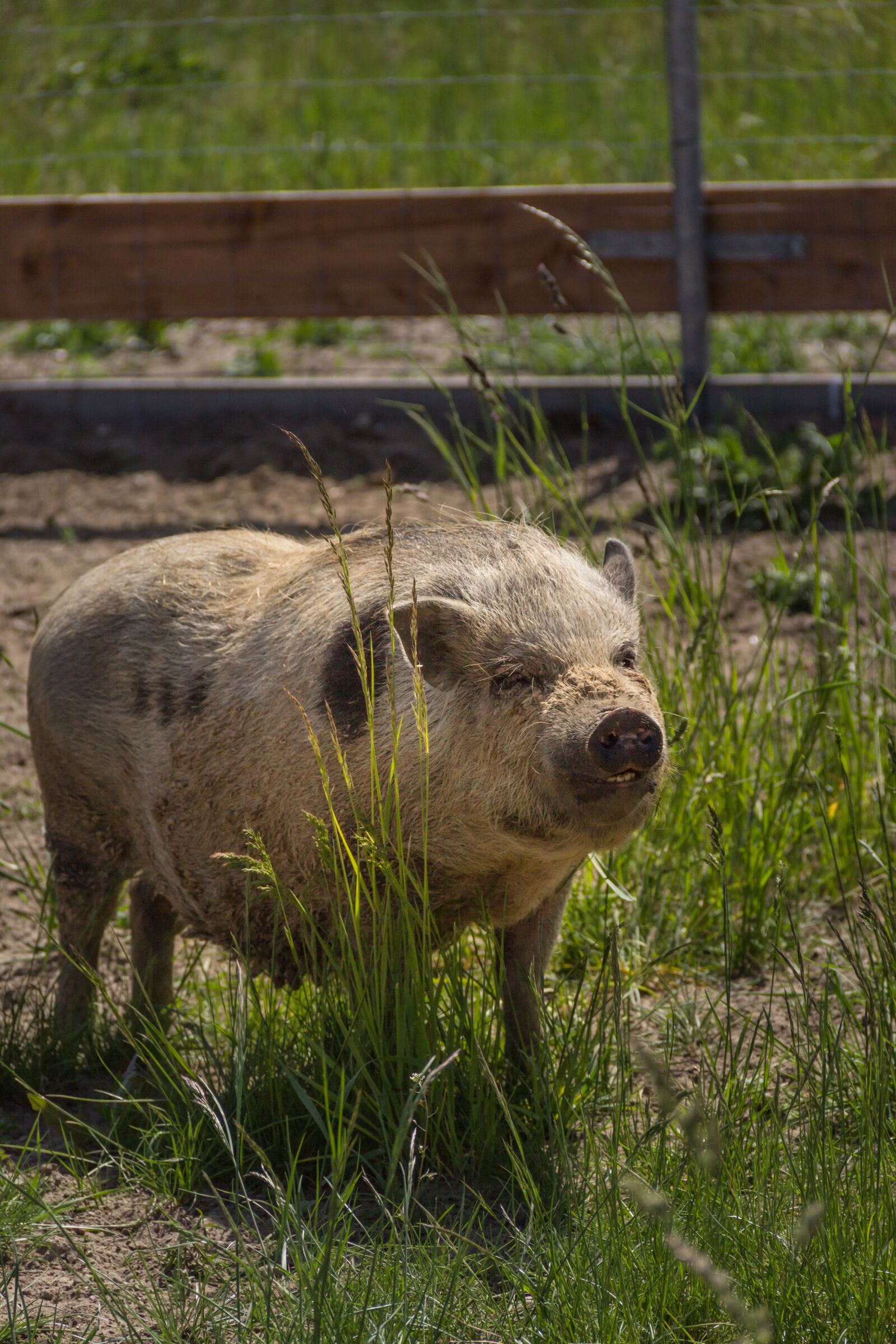 Canon EF-S 18-135mm F3.5-5.6 IS sample photo. Pig, piglet, cute photography