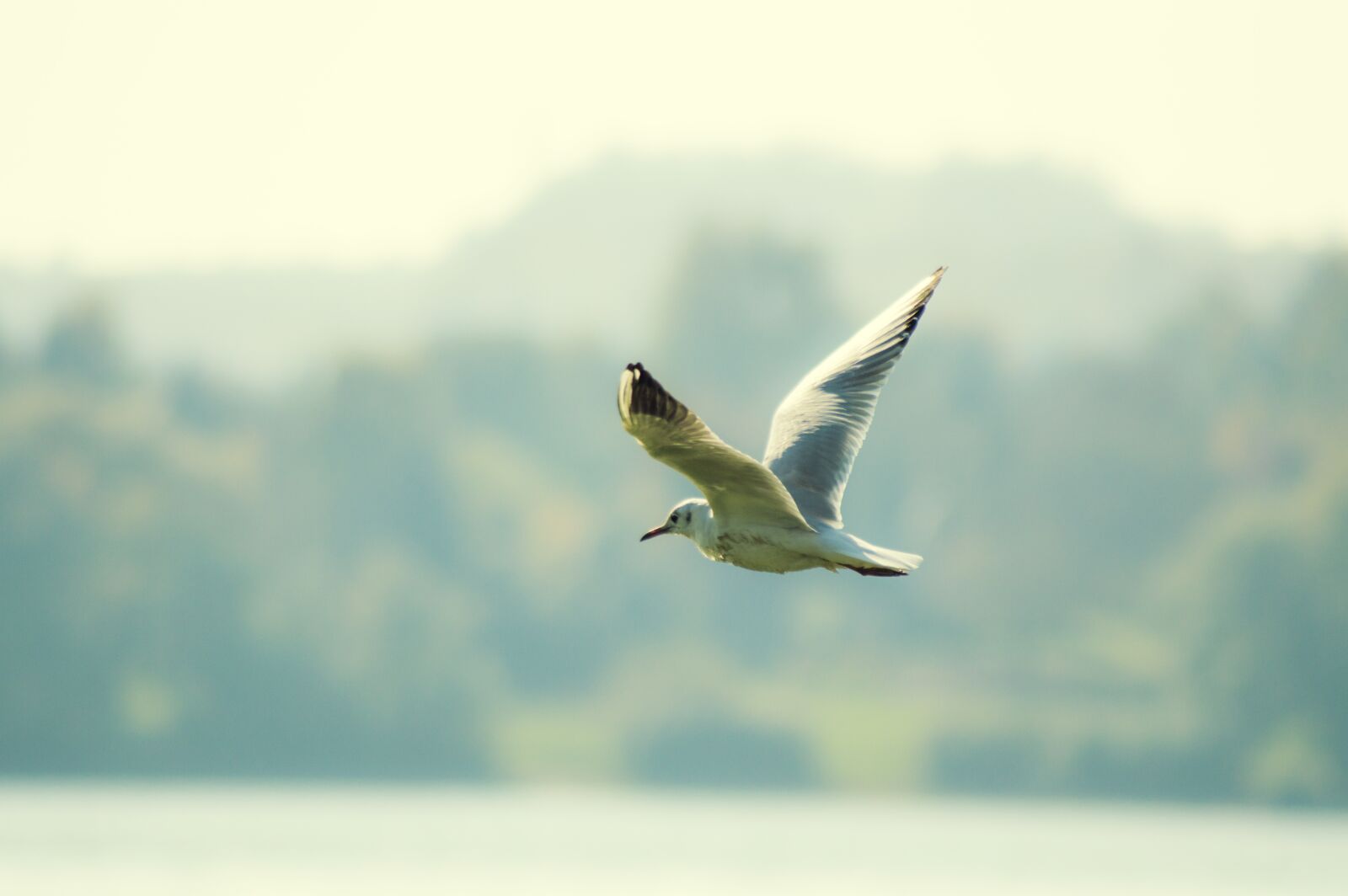 Nikon D3200 sample photo. Bird, nature, wild world photography