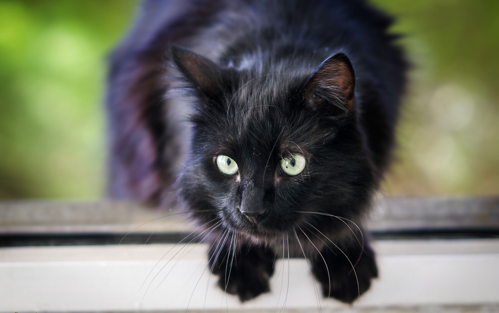 Canon EOS 7D Mark II sample photo. Predator, cat, claws photography