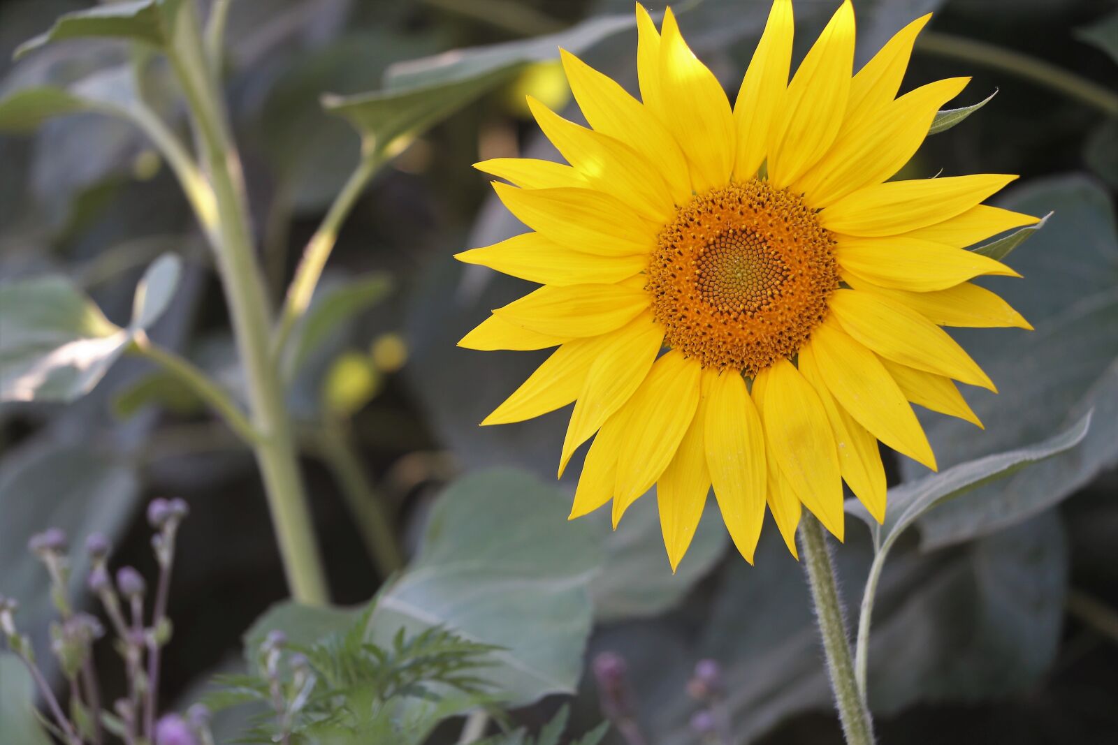 Canon EF 70-300 F4-5.6 IS II USM sample photo. Agriculture, sunflowers, bloom photography