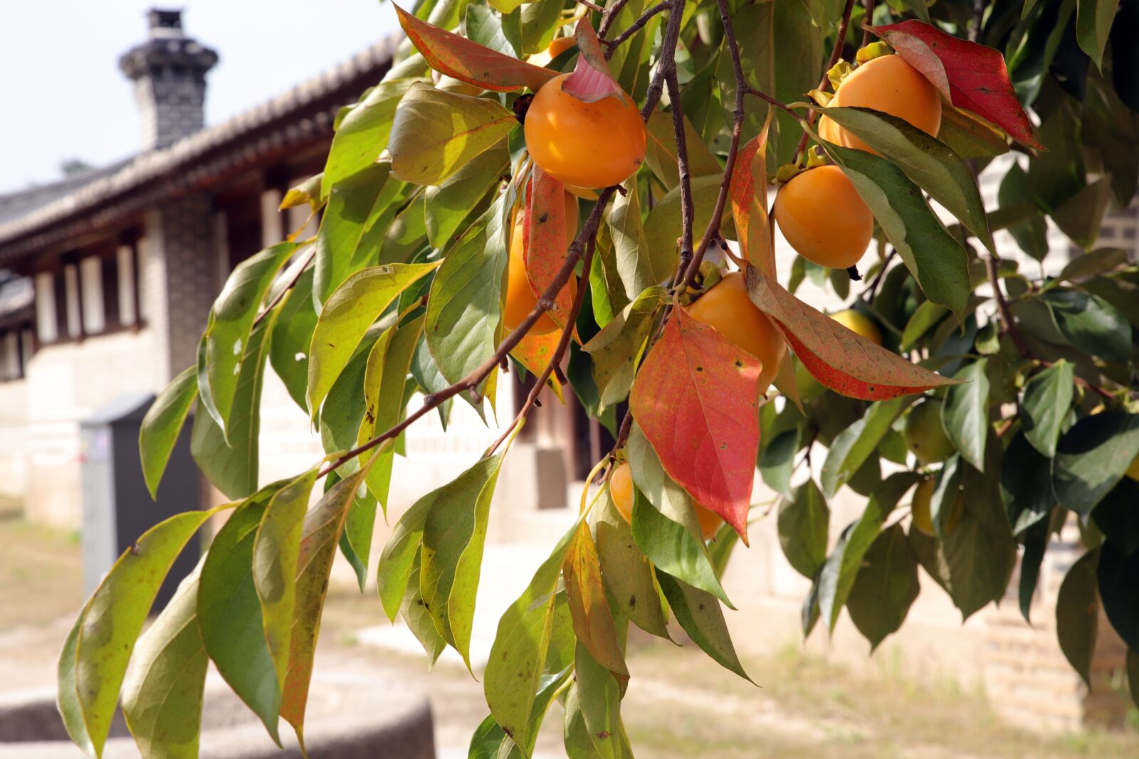 Canon EOS 6D Mark II sample photo. Changdeokgung, republic of korea photography