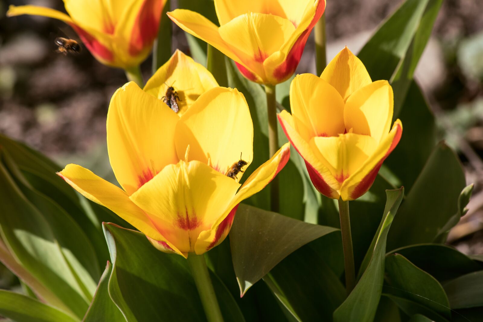 Canon EOS 80D + Canon EF 70-300mm F4-5.6 IS USM sample photo. Tulip, tulips, flower photography