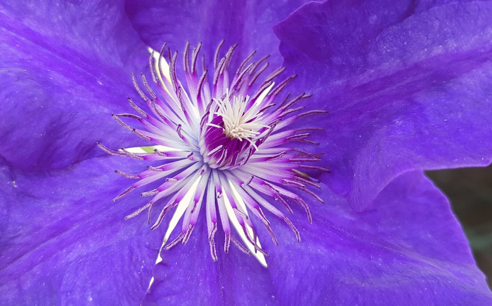 Samsung Galaxy S7 sample photo. Clematis, climber plant, blossom photography