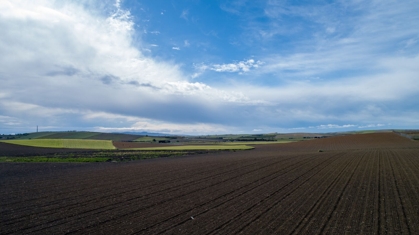 DJI FC6510 sample photo. Fern, agriculture, field photography