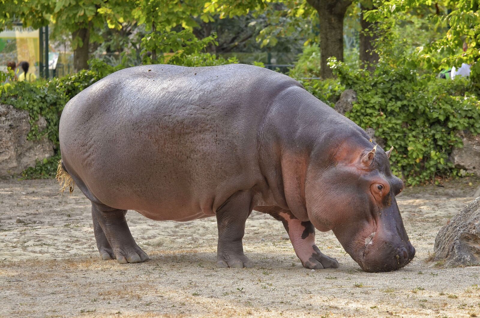 Nikon D7000 sample photo. Hippopotamus, hippo, zoo photography