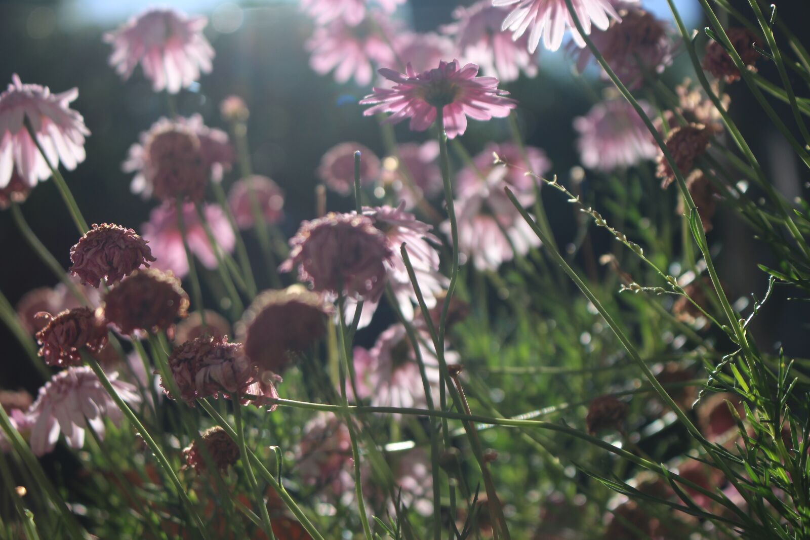 Canon EOS 700D (EOS Rebel T5i / EOS Kiss X7i) sample photo. Flower, nature, summer photography