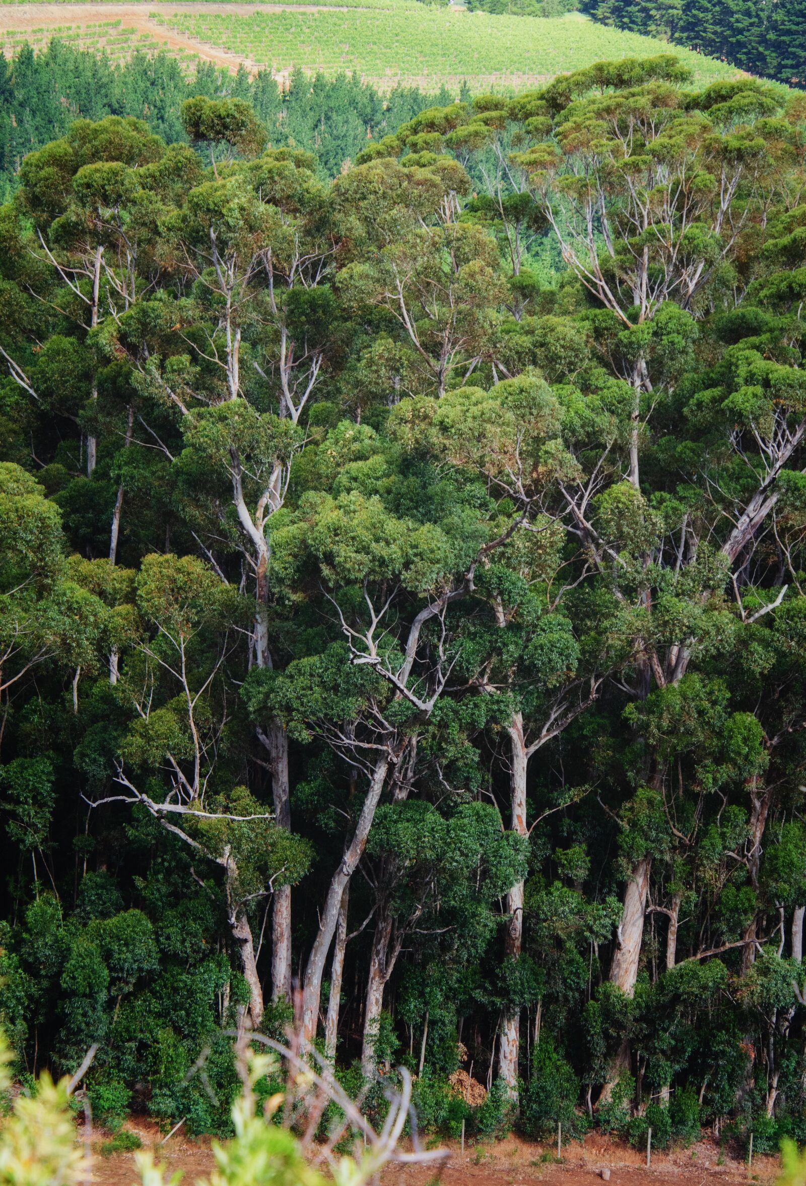 Nikon D7000 sample photo. Forest, bluegum, trees photography