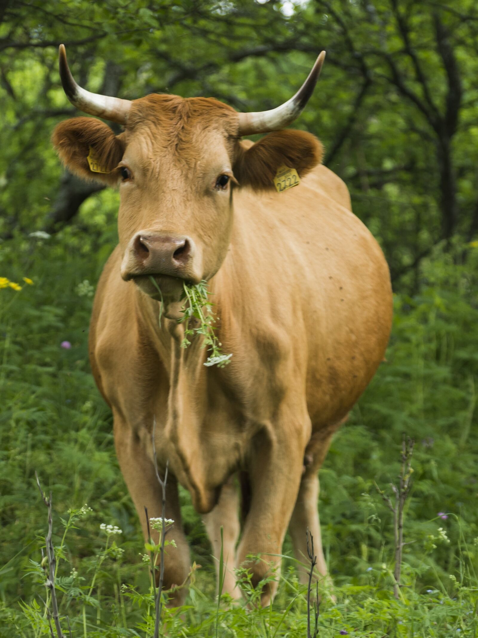 Nikon D800 sample photo. Cow, eating, cattle photography