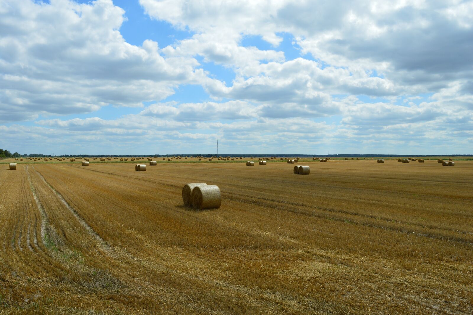 Nikon D3200 sample photo. Wheat, field, agriculture photography