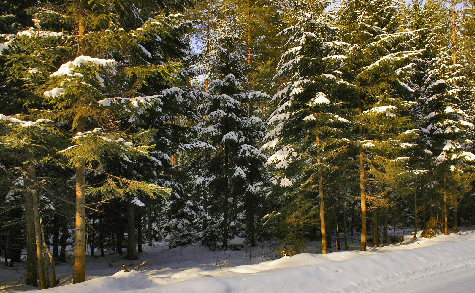 Sony Alpha DSLR-A100 sample photo. Forest, winter, snow photography