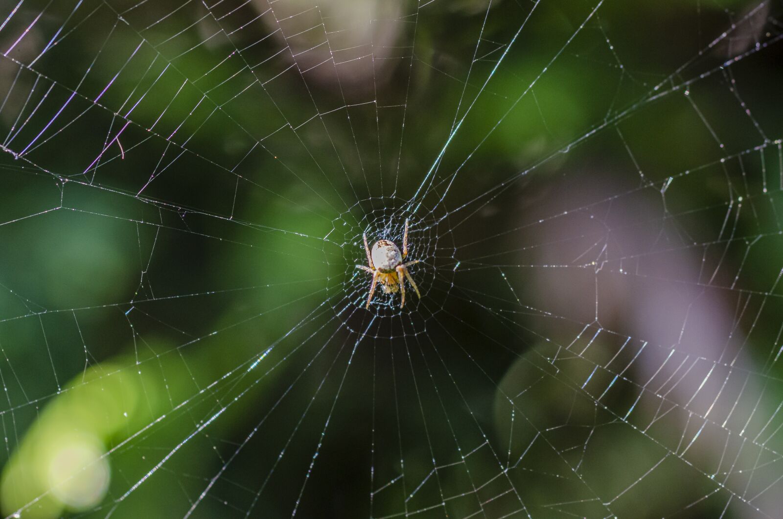 Nikon D7000 sample photo. Spider, canvas, insect photography