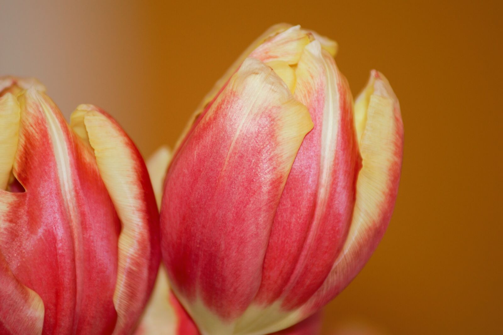 Sony SLT-A77 sample photo. Flower, spring, nature photography