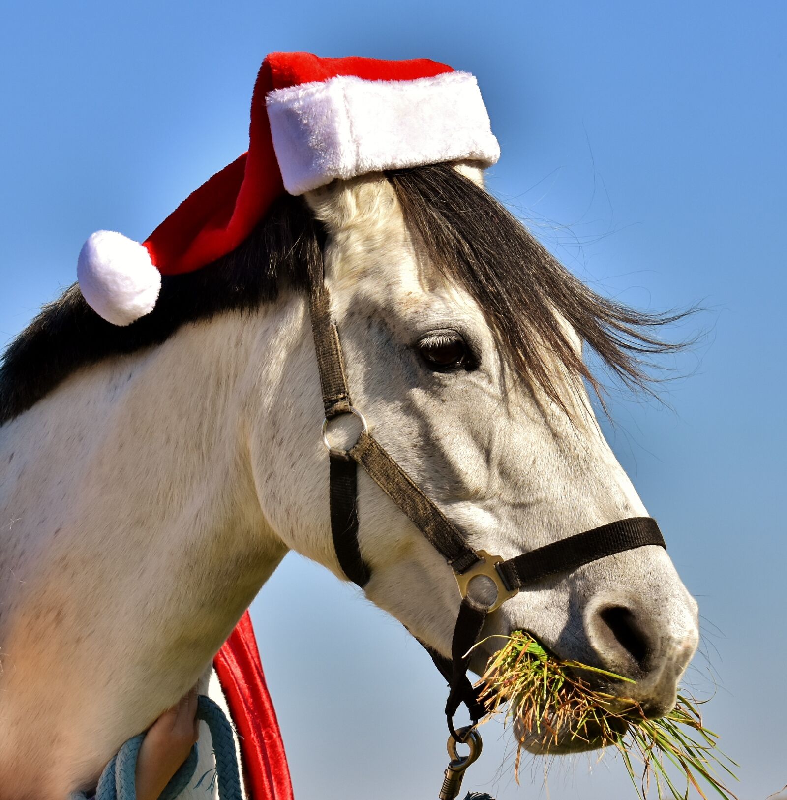 Nikon D7200 sample photo. Mold, santa hat, christmas photography