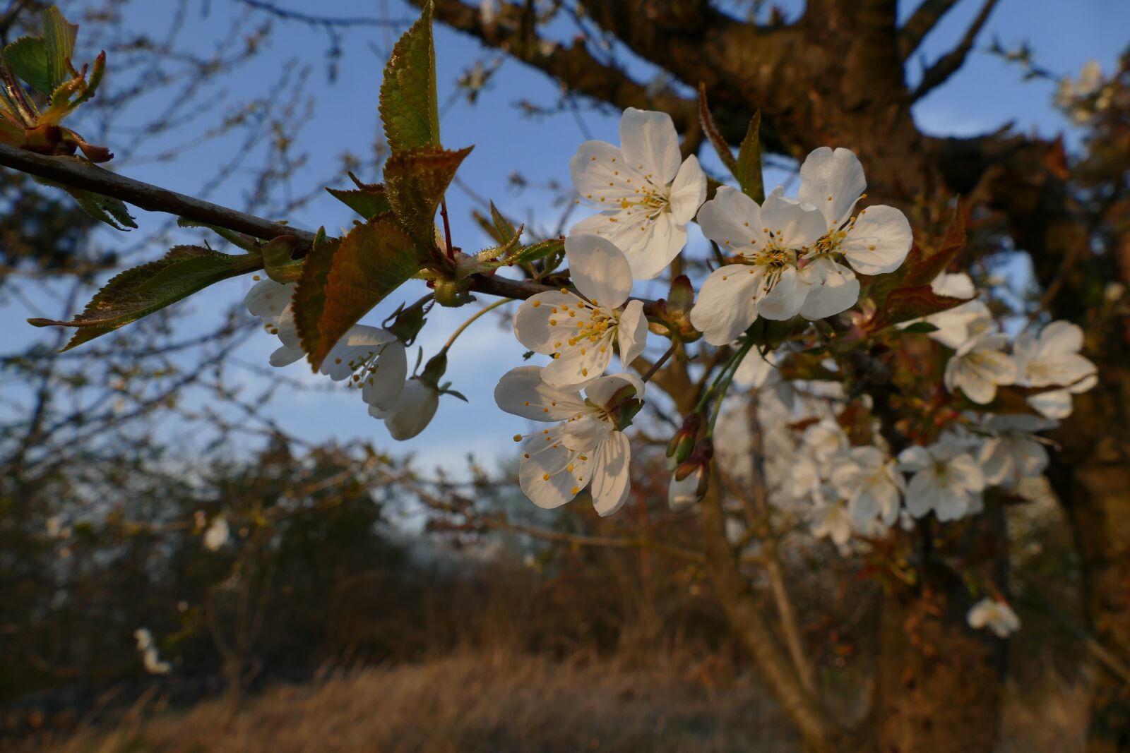 Panasonic Lumix DMC-FZ1000 sample photo. Flower, tree, spring photography