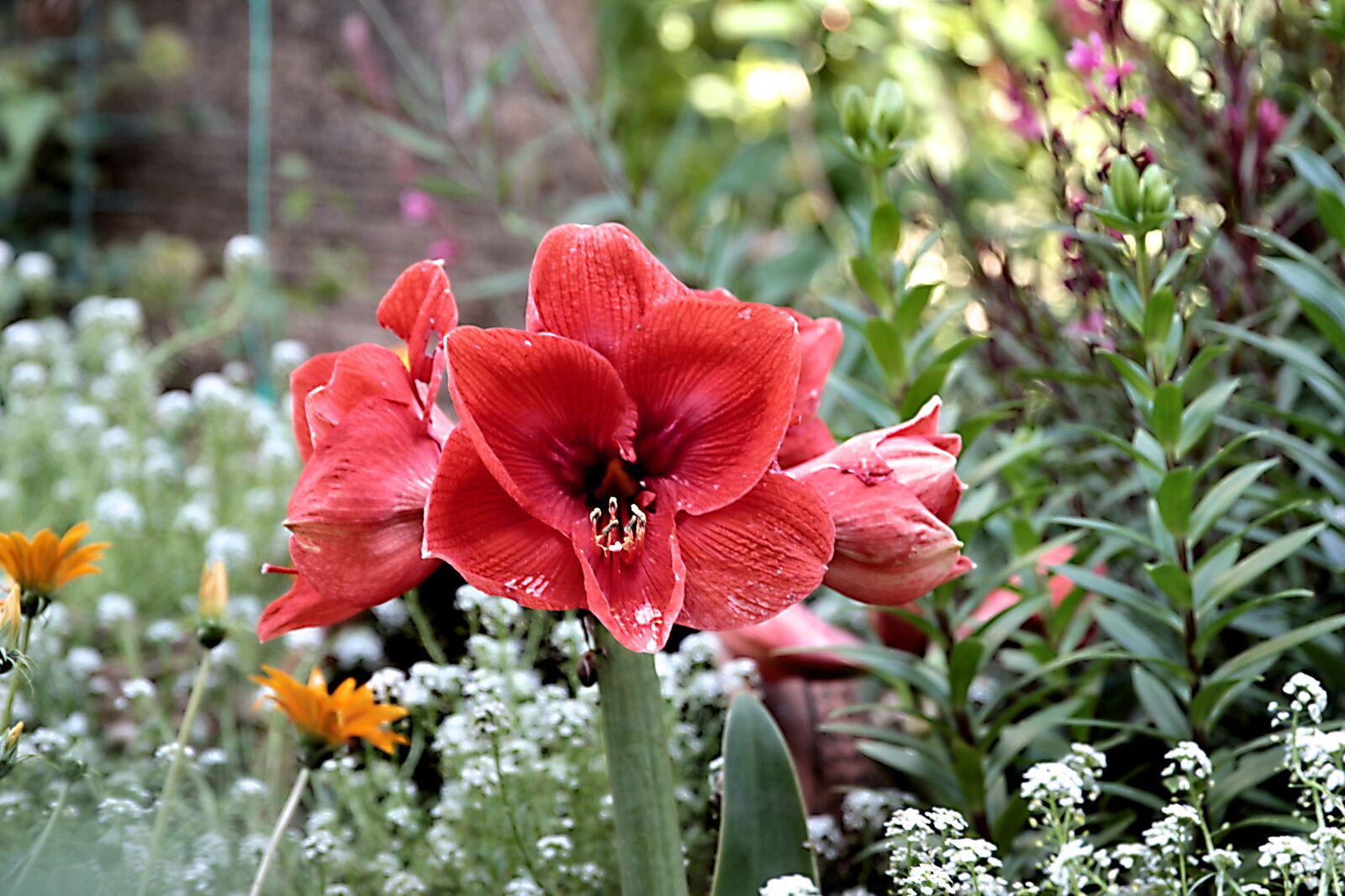 Canon EOS 550D (EOS Rebel T2i / EOS Kiss X4) sample photo. Amaryllis, lily, flower photography