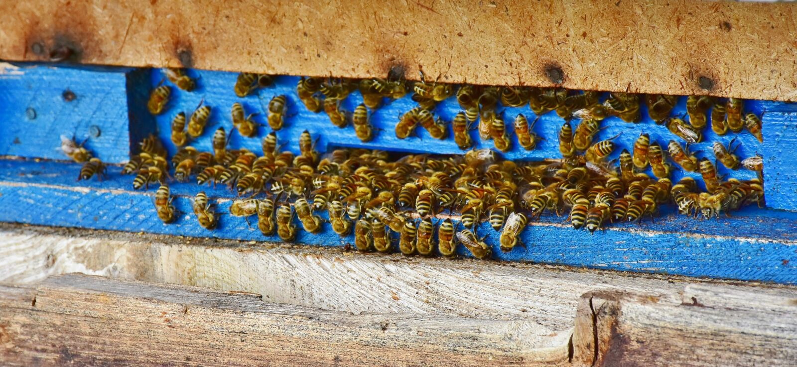 Nikon D7200 sample photo. Bees, beehive, honey photography