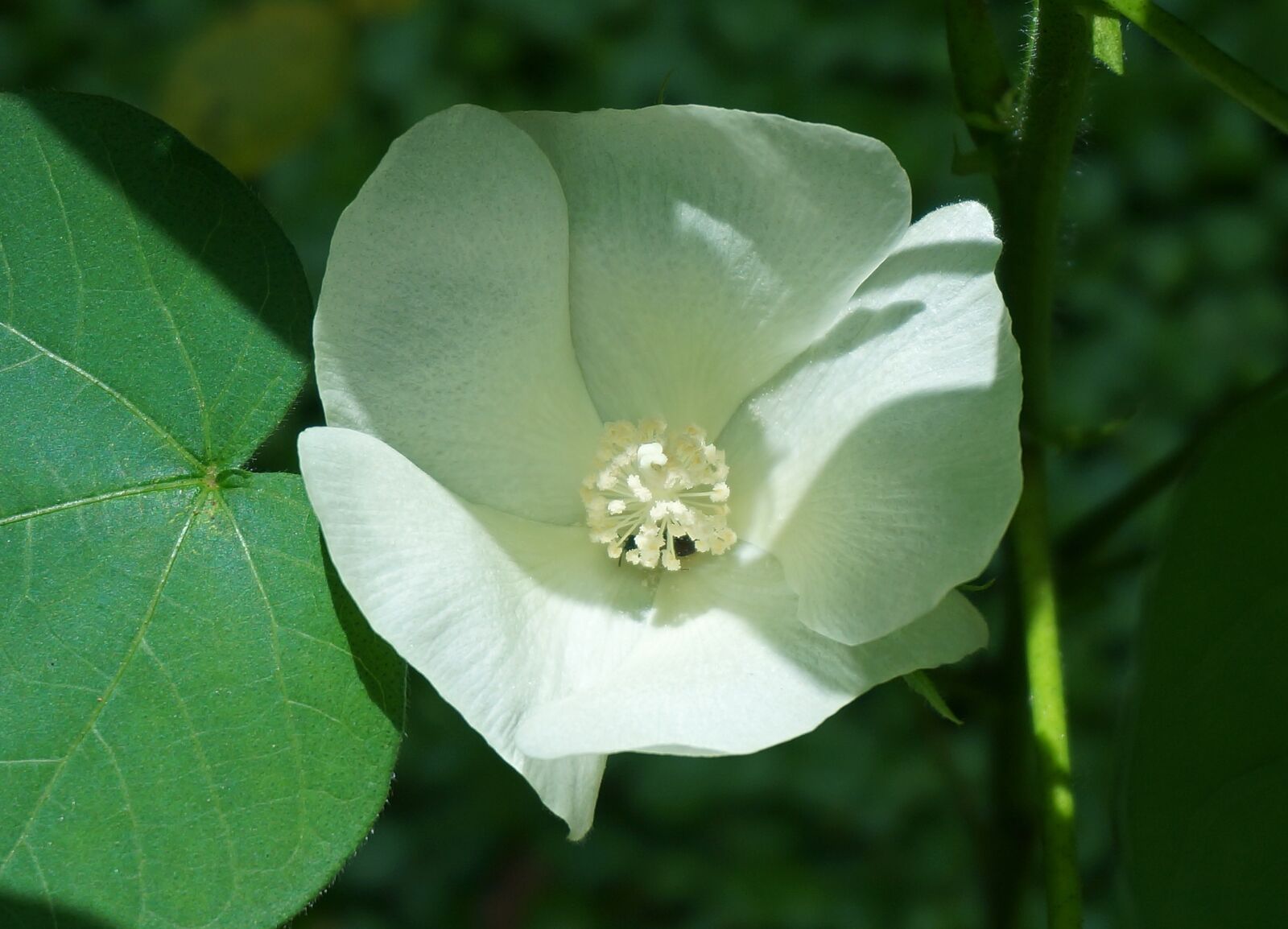Sony Alpha NEX-5T sample photo. Cotton flower, cotton, flower photography