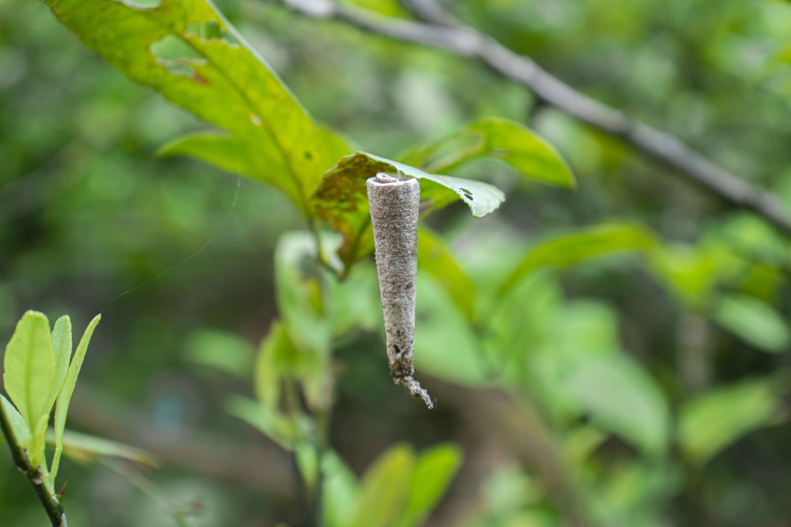 Canon EOS 800D (EOS Rebel T7i / EOS Kiss X9i) sample photo. Nest, caterpillar, butterfly photography