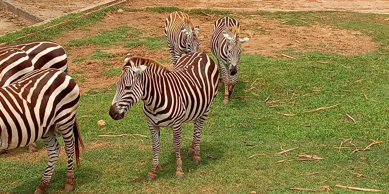 Xiaomi Redmi 6A sample photo. Zoo, animal, africa photography