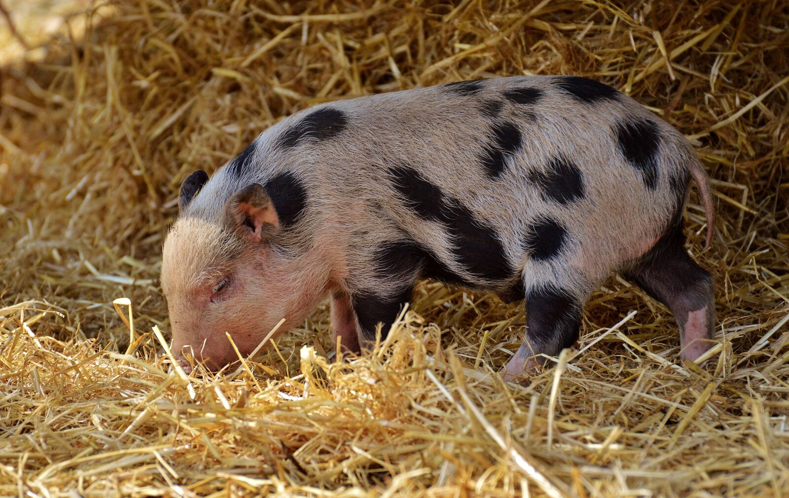 Nikon D3200 sample photo. Piglet, young animals, pig photography