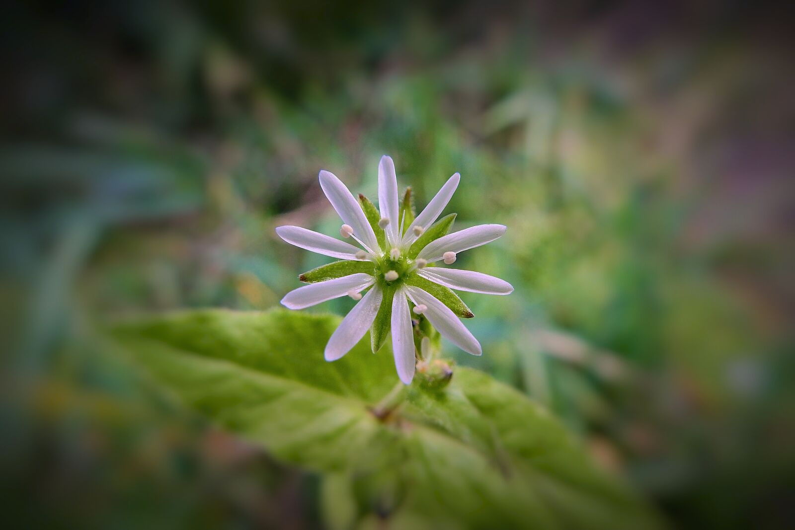 Nikon Coolpix P900 sample photo. Flower, nature, blooming photography