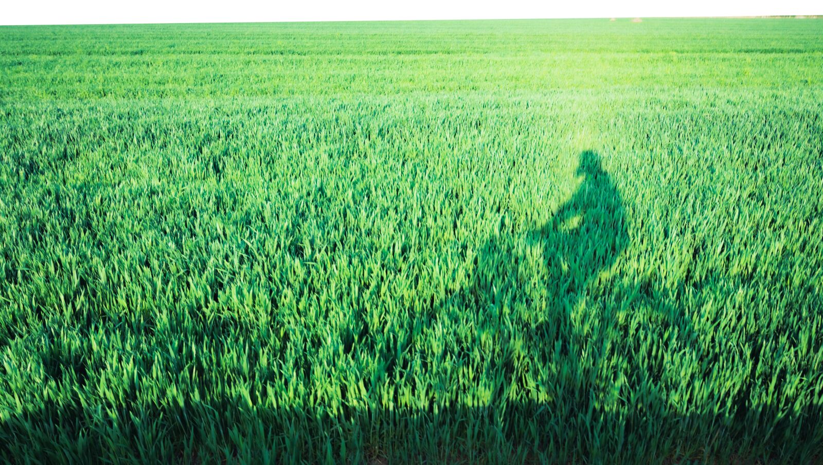 Nikon D7200 sample photo. In wheat field, riding photography