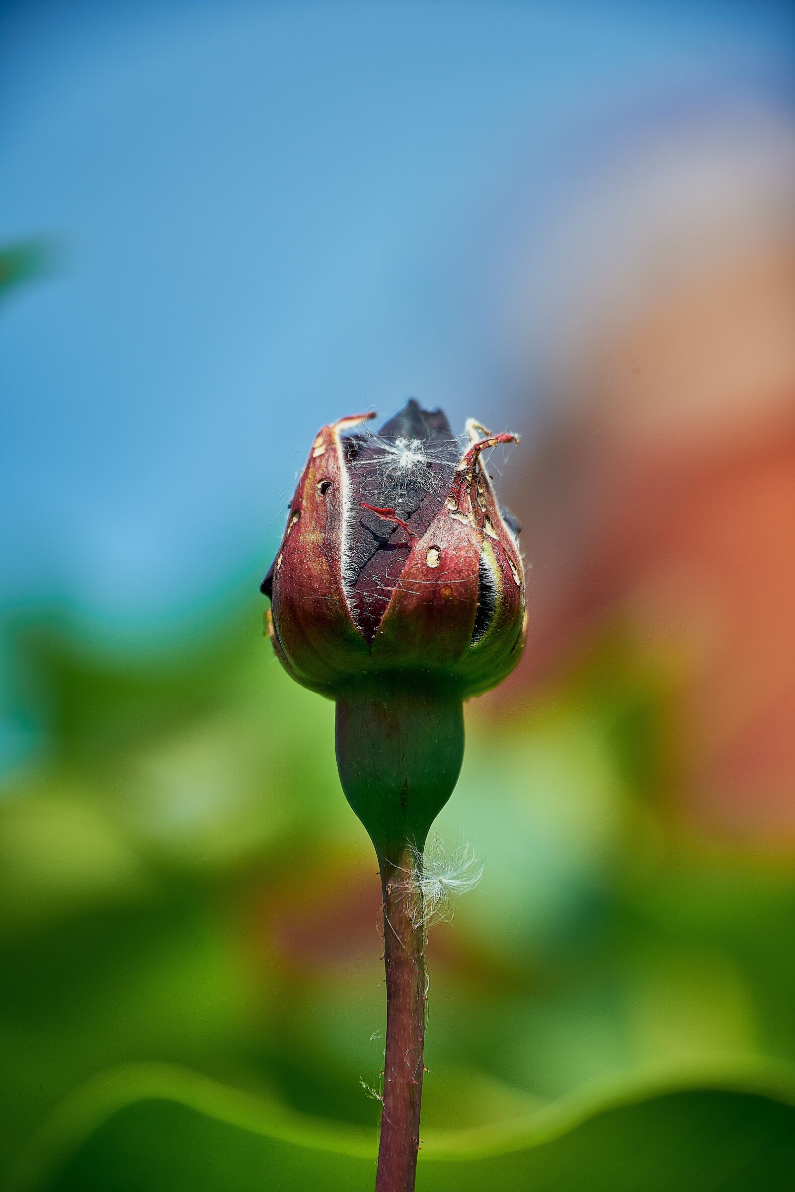 Nikon D7200 sample photo. Rosa, red, roses photography
