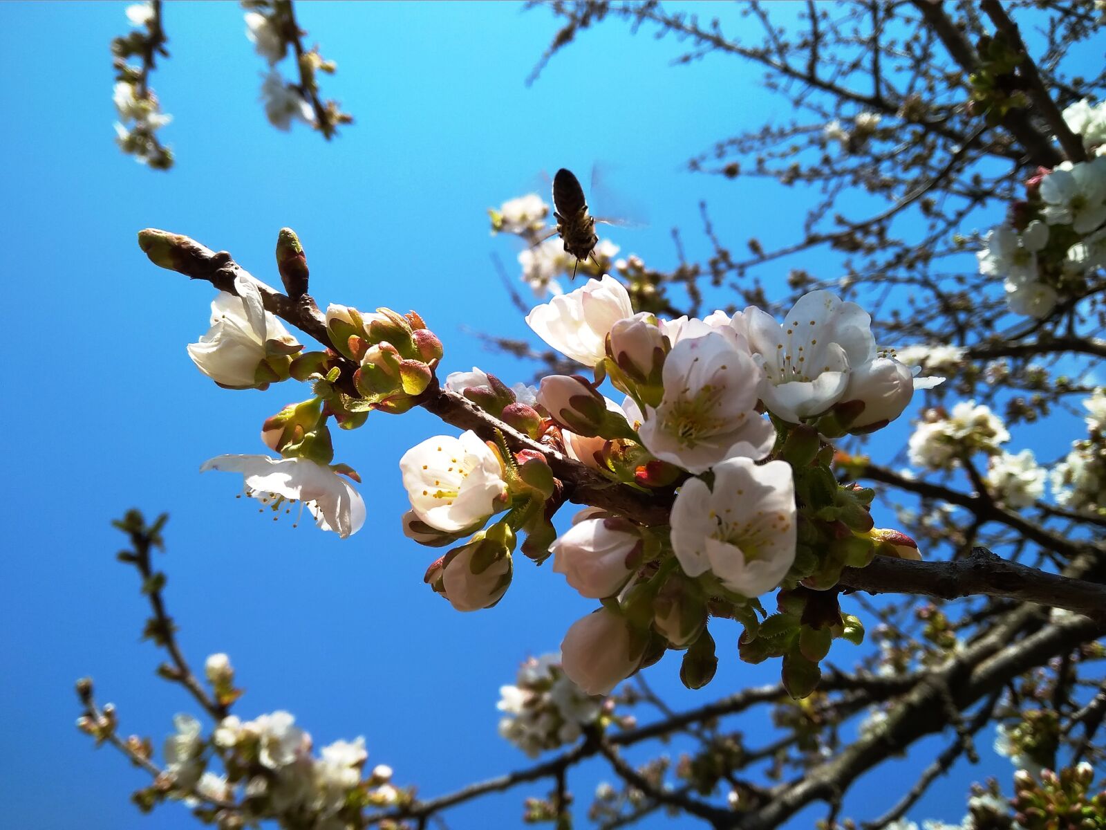 Xiaomi Redmi 4A sample photo. Cherry, blossom, bee photography