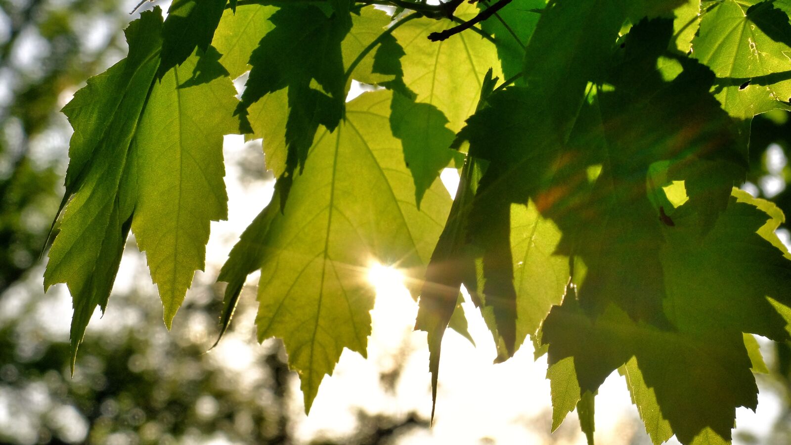 Fujifilm X30 sample photo. Sunlight, green, leaf photography