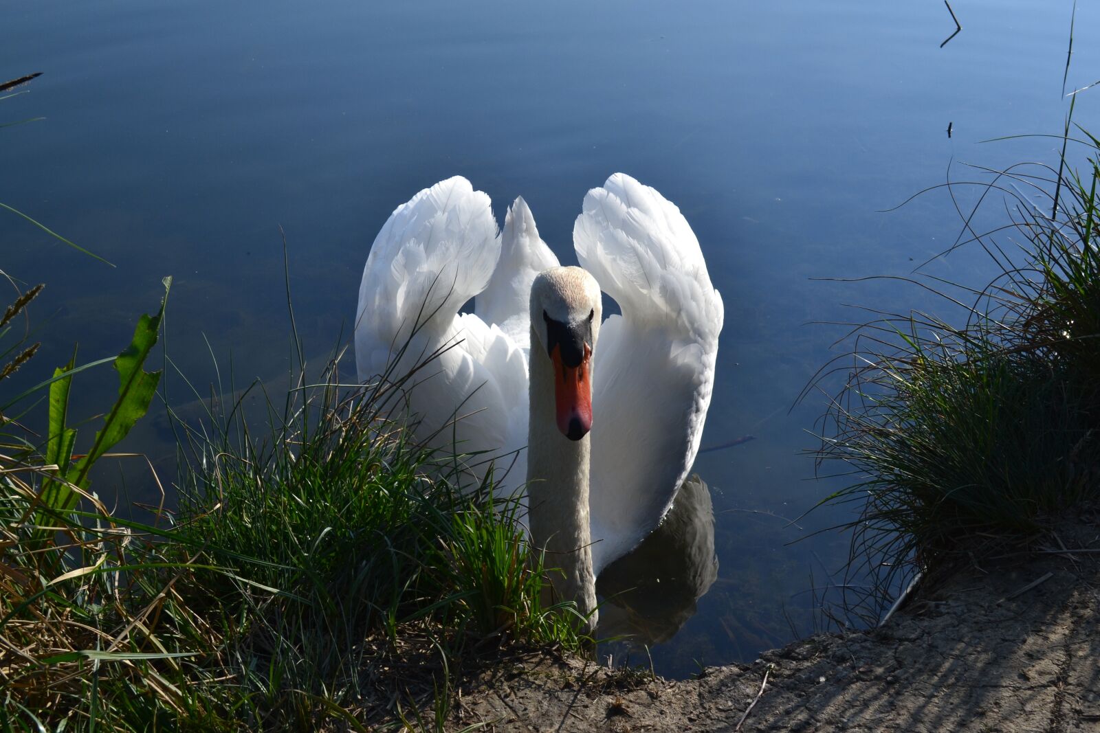 Nikon D3100 sample photo. Bird, water, plumage photography