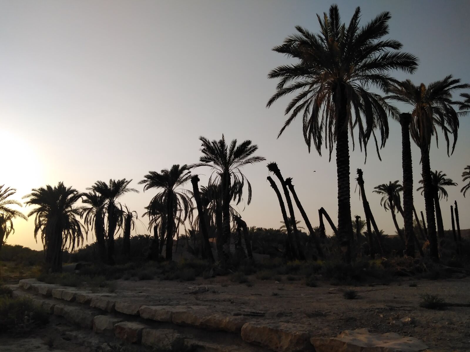 HUAWEI DUB-LX1 sample photo. Palm tree, dates, desert photography
