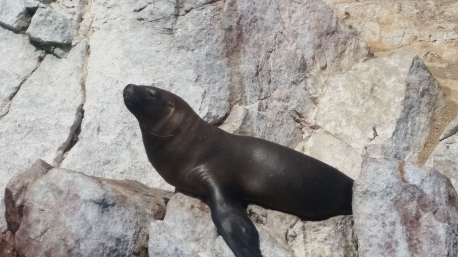 Samsung Galaxy S5 sample photo. Ballestas islands, sea lions photography