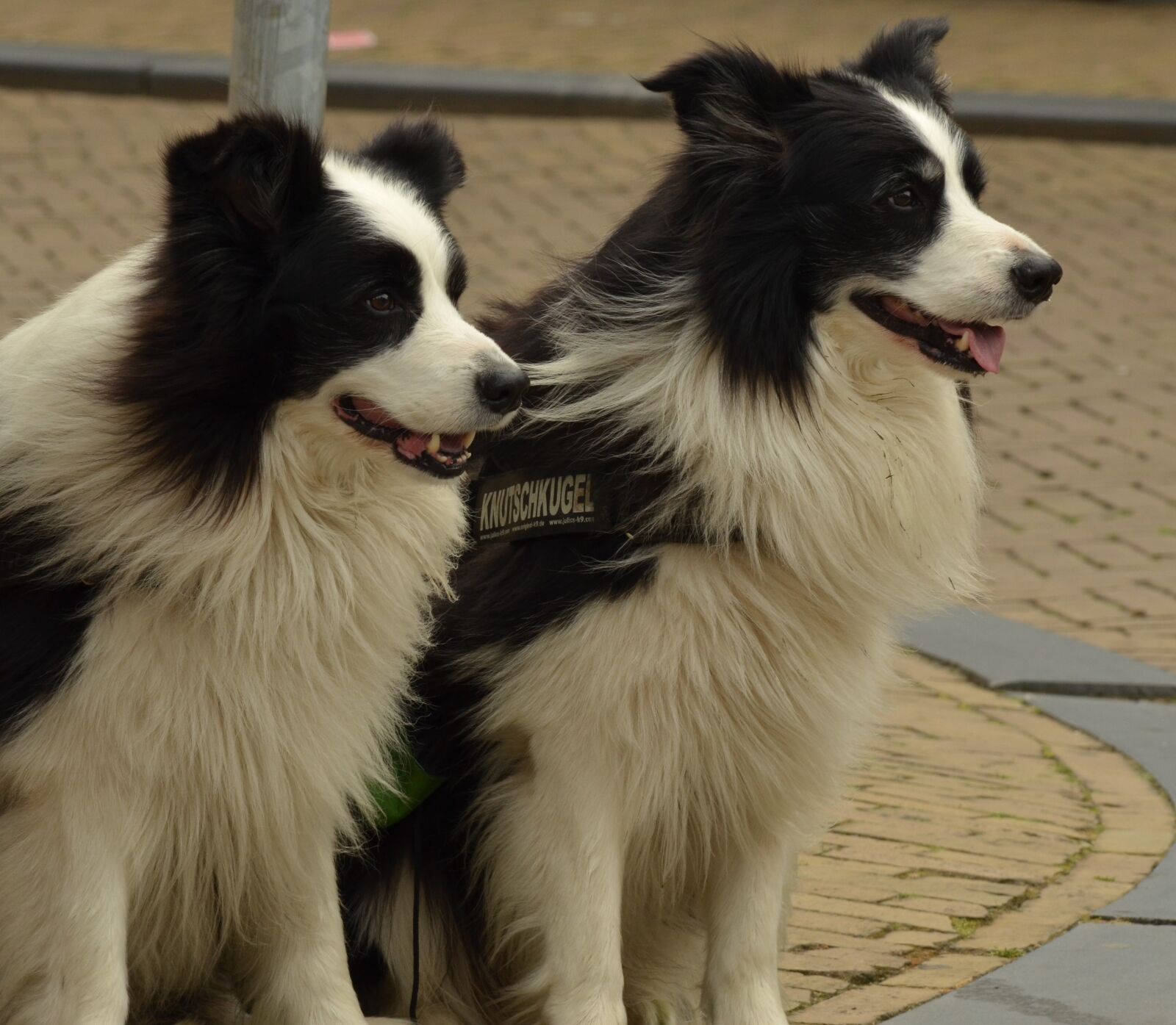 Nikon D7000 sample photo. Dog, border-collie, pet photography