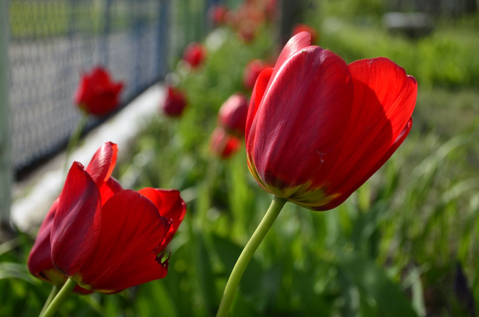 Nikon D5100 sample photo. Tulips, red tulips, red photography