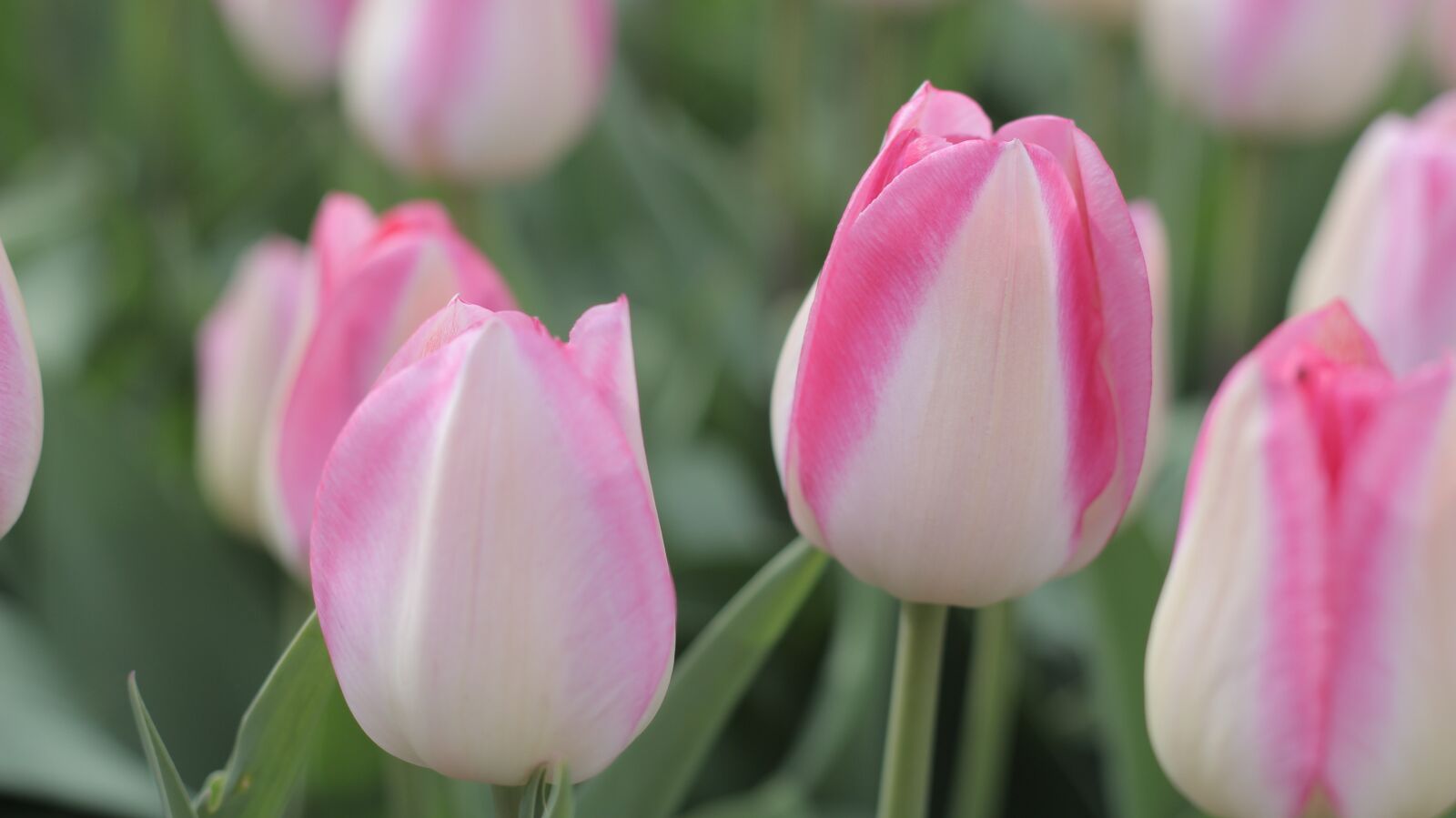 Canon EOS 700D (EOS Rebel T5i / EOS Kiss X7i) + Canon EF 50mm F1.8 II sample photo. Tulips, pink, spring photography