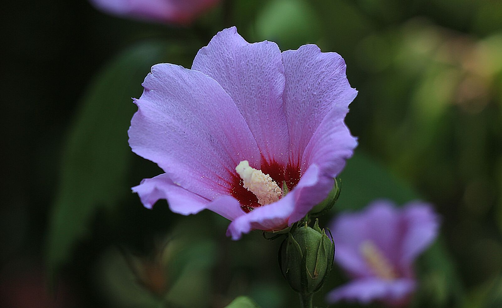 Canon EOS 700D (EOS Rebel T5i / EOS Kiss X7i) sample photo. Ruzha, flower, nature photography