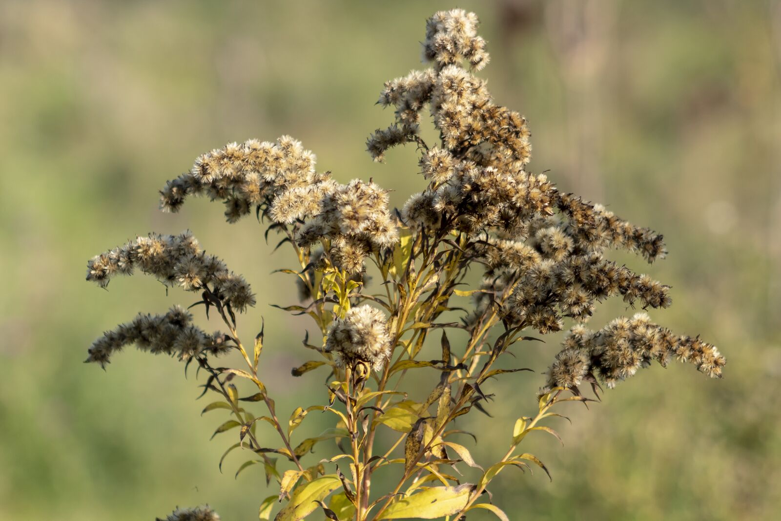 Canon EF75-300mm f/4-5.6 sample photo. Wildflower, goldenrod, meadow flower photography