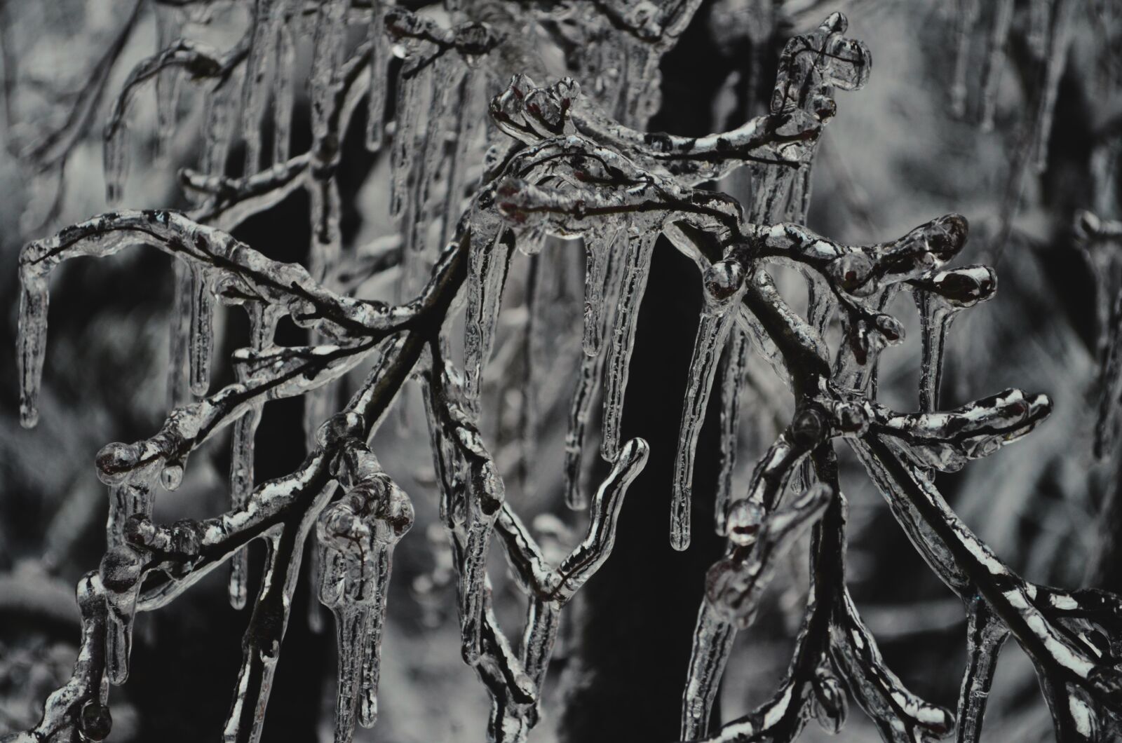 Nikon D5100 sample photo. Ice, icy, frost photography