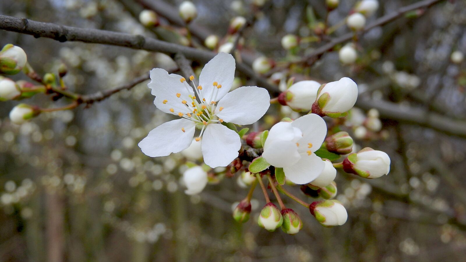 Nikon Coolpix P610 sample photo. Spring flowers, white flowers photography