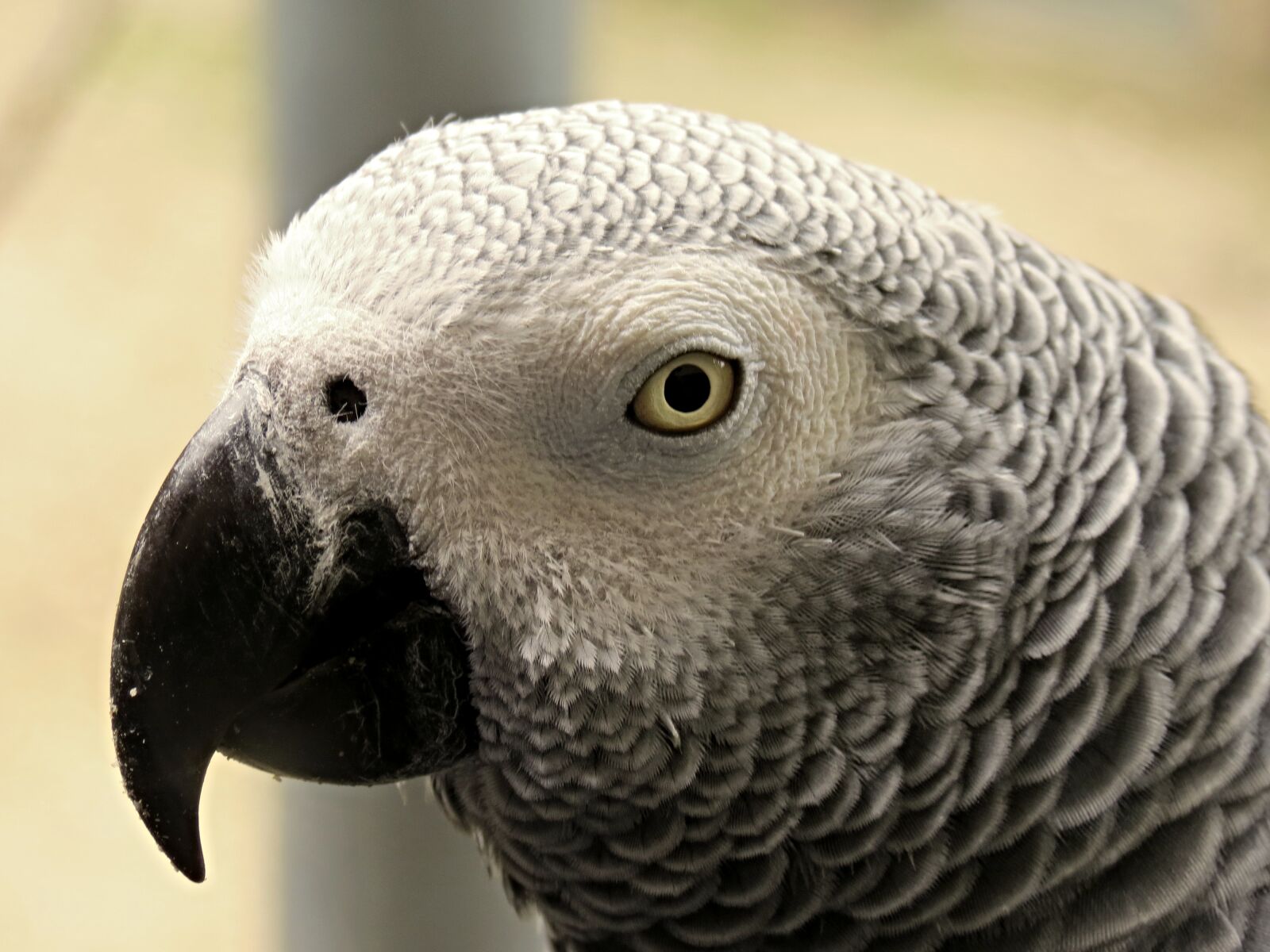 Canon PowerShot SX40 HS sample photo. Parrot, african grey parrot photography