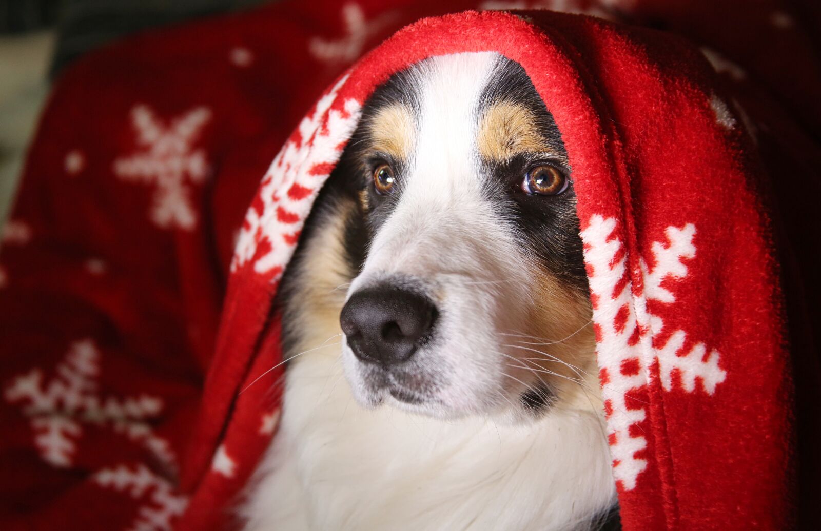 Canon EOS 5D Mark III sample photo. Dog, truffle, portrait photography